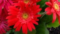 The brightening and shining beauty of the Gerbera