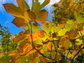 Bright Orange and Yellow Leaves in Sunny Autumn in New England