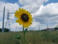 Sunflower & Sky