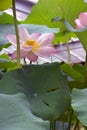 Brightly blooming lotus. Beautiful lotus flower background  natural background. Royalty Free Stock Photo