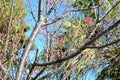 Brightly blooming Prunus campanulata in the jungle