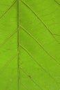 Brightly closeup of teak leaf Royalty Free Stock Photo