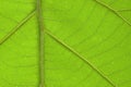 Brightly closeup of teak leaf texture detail Royalty Free Stock Photo