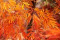 Brightly colored autumnal color of a Japanese sliced maple Japanese maple with orange yellow red maple leaves