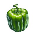 Brightly colored bell peppers for cooking menus, food books green sweet bell pepper isolated