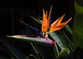 Brightly colored bird of paradise flower closeup Royalty Free Stock Photo