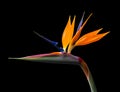 Brightly colored bird of paradise flower closeup backlit Royalty Free Stock Photo