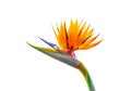 Brightly colored bird of paradise flower closeup Royalty Free Stock Photo