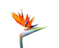 Brightly colored bird of paradise flower closeup Royalty Free Stock Photo