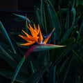 Brightly colored bird of paradise flower closeup garden setting Royalty Free Stock Photo