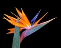 Brightly colored bird of paradise flower closeup Royalty Free Stock Photo