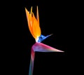 Brightly colored bird of paradise flower closeup Royalty Free Stock Photo