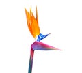 Brightly colored bird of paradise flower closeup Royalty Free Stock Photo