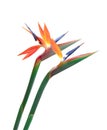 Brightly colored bird of paradise flower closeup on white background Royalty Free Stock Photo