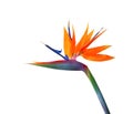 Brightly colored Bird of paradise flower closeup on a white background Royalty Free Stock Photo