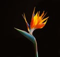 Brightly colored bird of paradise flower on fire Royalty Free Stock Photo