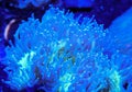 Blue and Green Elegance Coral Tentacles Extended into Current Royalty Free Stock Photo