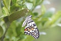 Brightly colored butterflies in the garden