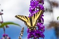 Brightly Colored Butterfly on a Purple Hyacinth Flower