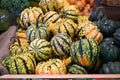 Carnival Squash Royalty Free Stock Photo