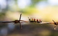 Brightly colored caterpillars Royalty Free Stock Photo