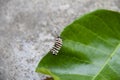 A brightly colored caterpillar Royalty Free Stock Photo