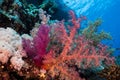 Brightly colored Dendronephthya Hemprichi soft coral. Royalty Free Stock Photo