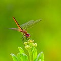 Brightly colored dragonfly perching on a plant tip against a blurred green background. Royalty Free Stock Photo