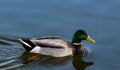 Brightly colored drake mallard moving on a flat blue pond in Boise Idaho Royalty Free Stock Photo