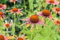 Brightly-colored Echinacea \