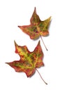 Brightly colored fall maple tree leaves Royalty Free Stock Photo