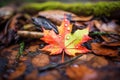 brightly colored, fallen red maple leaf on forest floor Royalty Free Stock Photo