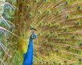 Brightly colored fanned tail of Indian peafowl. Indian peafowl, blue peafowl Royalty Free Stock Photo