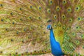 Brightly colored fanned tail of Indian peafowl. Indian peafowl, the common peafowl, blue peafowl Royalty Free Stock Photo