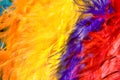 Brightly colored feathers. Royalty Free Stock Photo