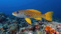 Brightly colored fish in coral reef environment Royalty Free Stock Photo
