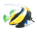 Brightly colored fish with orange stripes with a black outline