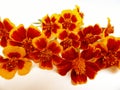 Brightly colored flowers. French marigolds. Tagetes patula.