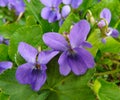 Two violets in a mountain meadow Royalty Free Stock Photo