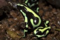 Brightly colored frog, Green and Black Dart Frog, Dendrobates auratus