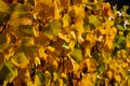 Brightly colored leaves of grapevines in autumn Royalty Free Stock Photo