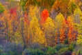 Brightly colored leaves of red, orange and yellow adorn trees at Potato Creek State Park in North Liberty, Indiana