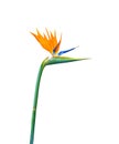 Brightly colored long stem bird of paradise flower closeup Royalty Free Stock Photo