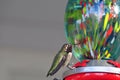 California Wildlife Series - Anna Hummingbird at Hummingbird Feeder - Calypte Anna Royalty Free Stock Photo