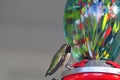 California Wildlife Series - Anna Hummingbird at Hummingbird Feeder - Calypte Anna Royalty Free Stock Photo