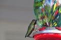 California Wildlife Series - Anna Hummingbird at Hummingbird Feeder - Calypte Anna Royalty Free Stock Photo