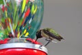 California Wildlife Series - Anna Hummingbird at Hummingbird Feeder - Calypte Anna Royalty Free Stock Photo