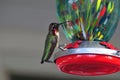 California Wildlife Series - Anna Hummingbird at Hummingbird Feeder - Calypte Anna Royalty Free Stock Photo