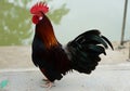 A brightly colored male bantam standing alone