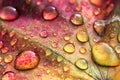 Brightly colored maple leaf in autumn with water drops Royalty Free Stock Photo